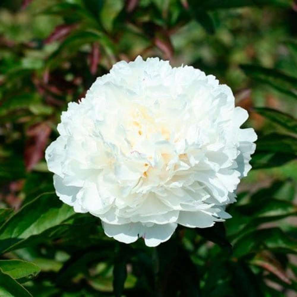 Pæon 'Shirley Temple'